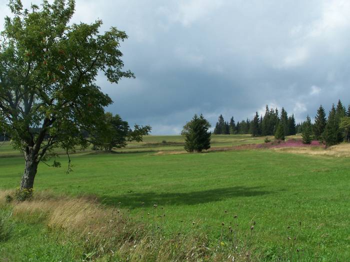 Šumava