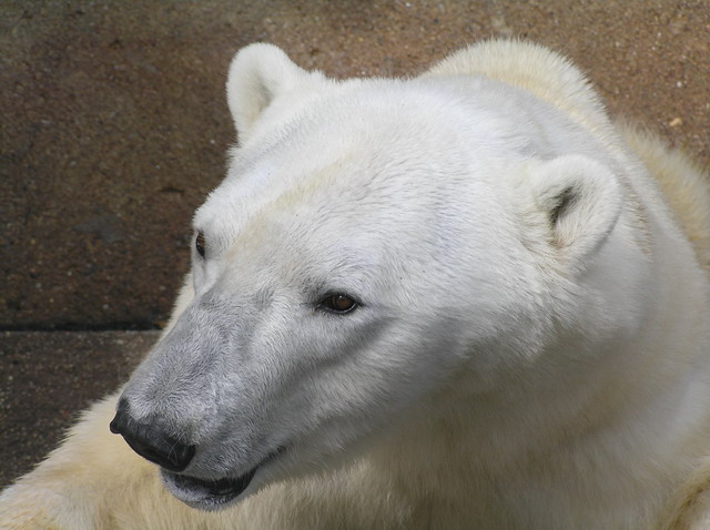 ZOO - Brno