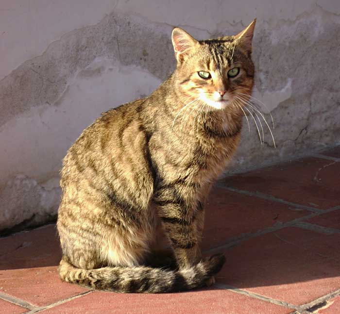 Modelka