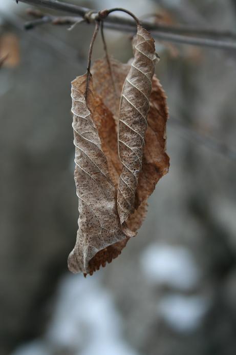 leaf
