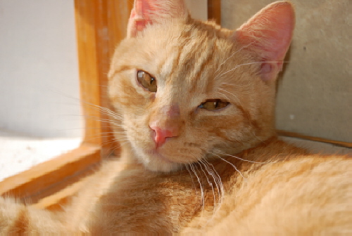 Neli
