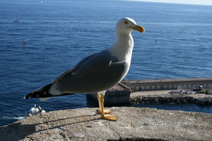 Racek