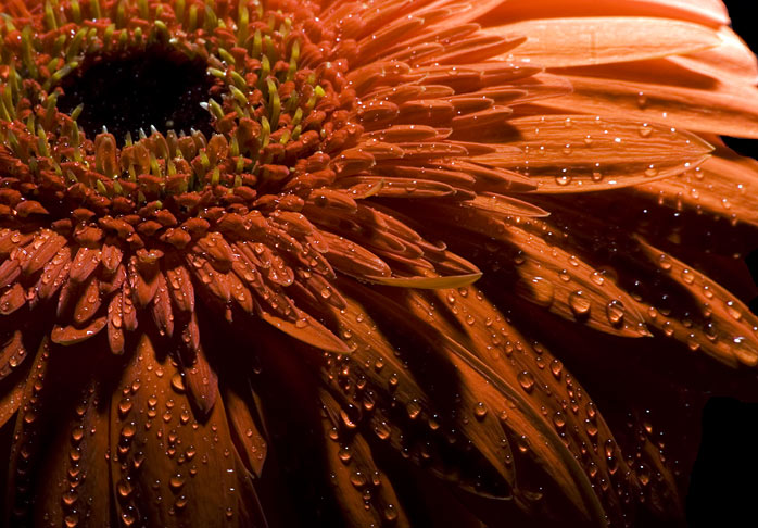 Gerbera