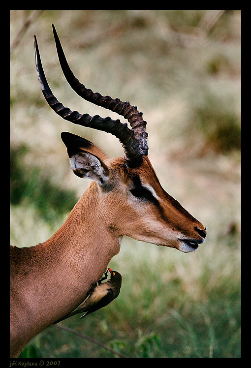 Z Krugerova parku v JAR