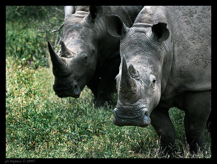 Z Krugerova parku v JAR