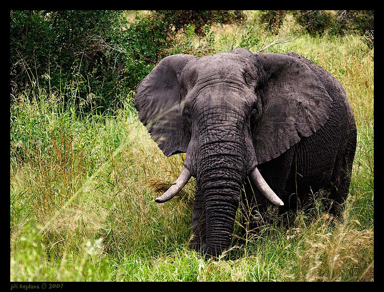 Z Krugerova parku v JAR