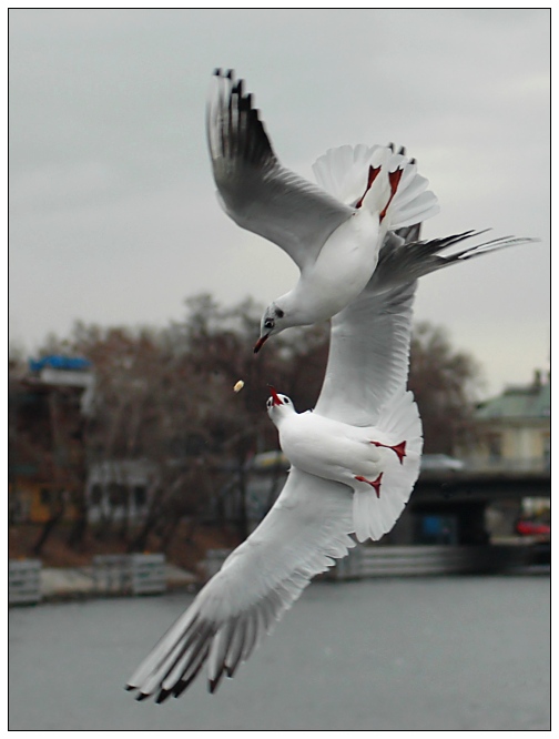 .. společný zájem ..