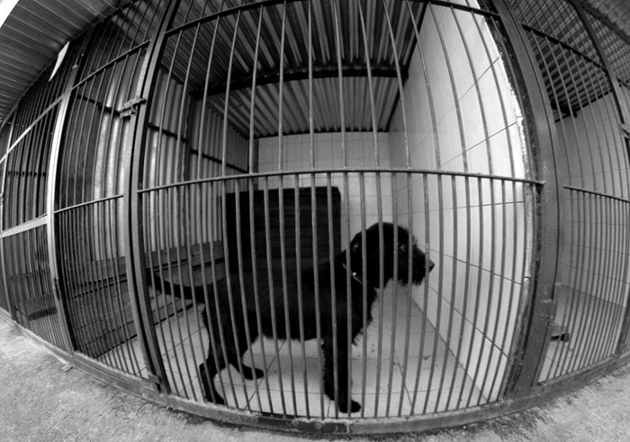 Pes (zviratka v kleci)