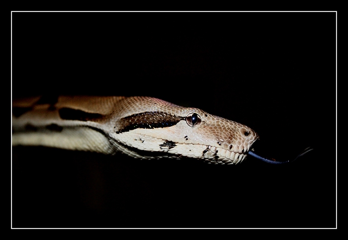 **boa**