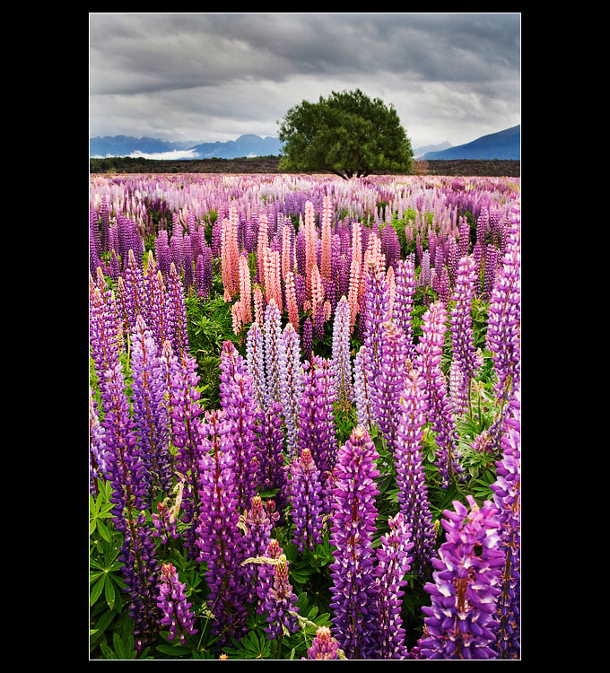 ~ Alpine Lupins ~