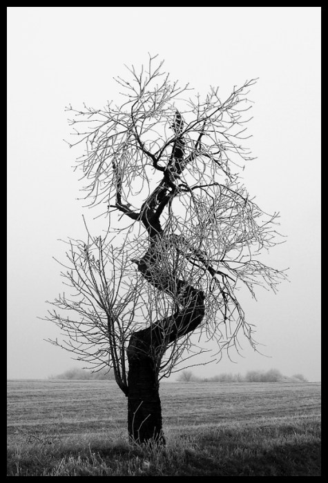 strom