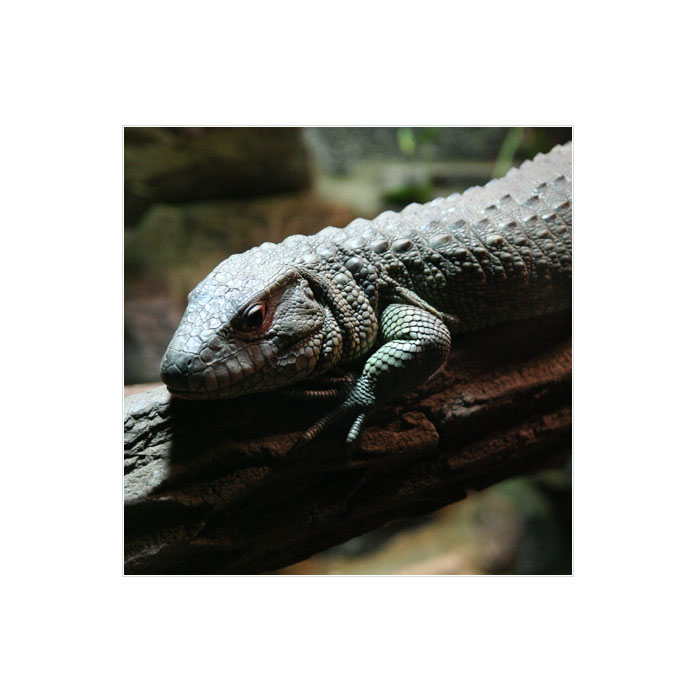 iguana