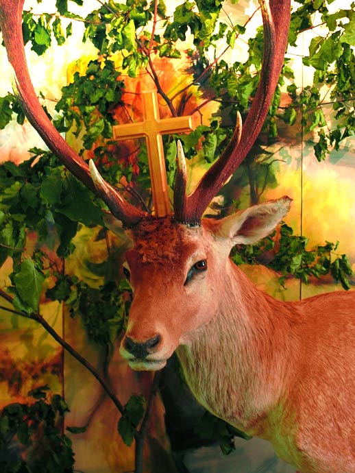 moje první srnečka