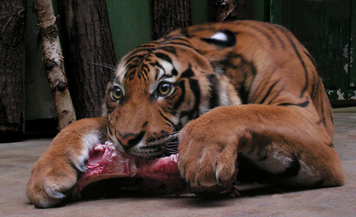 Možná v péči člověka, ale pořád šelma ...