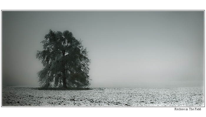 Recluse in The Field