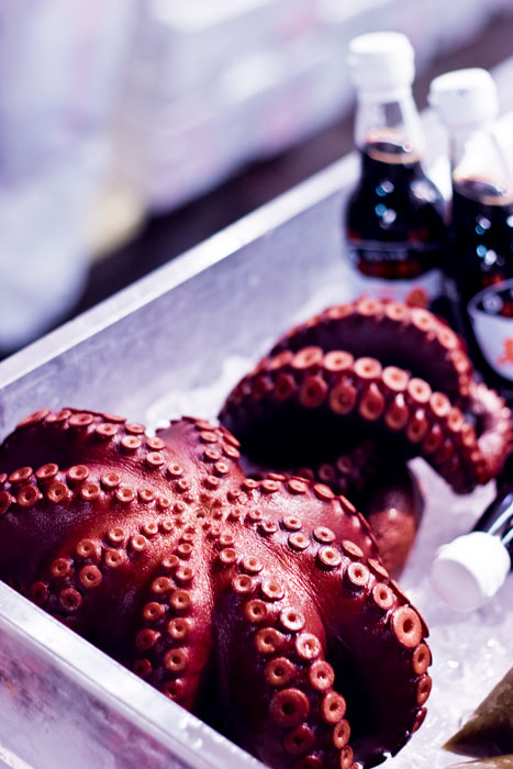 Nejlepší chobotnice je na ledu :)