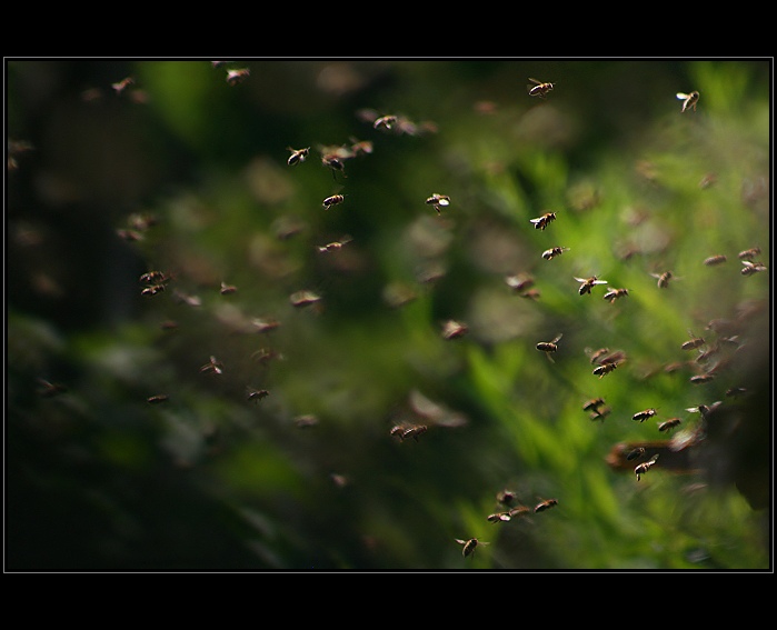 Insect attack