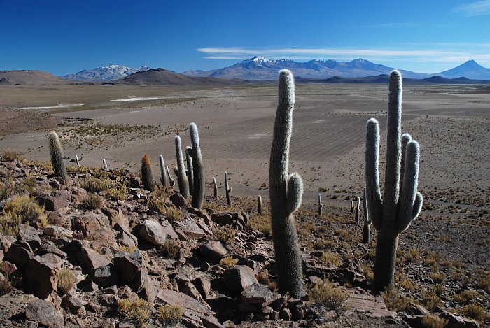 Echinopsis atacamensis