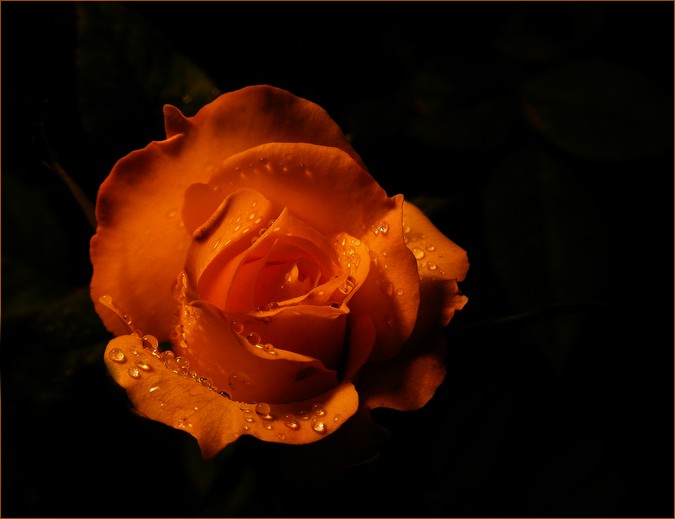 rose