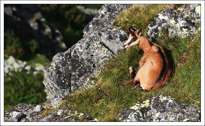 Kamzík ležící, nespící