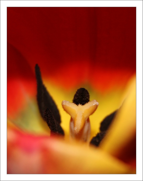 tulipán