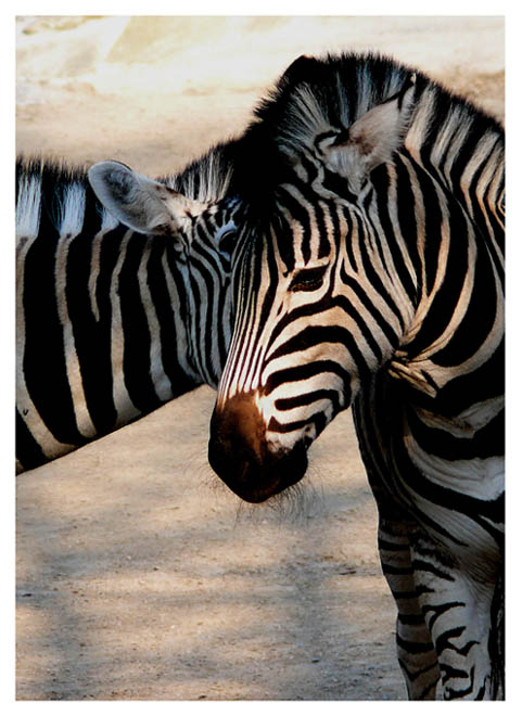 Animal love