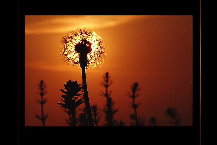 light