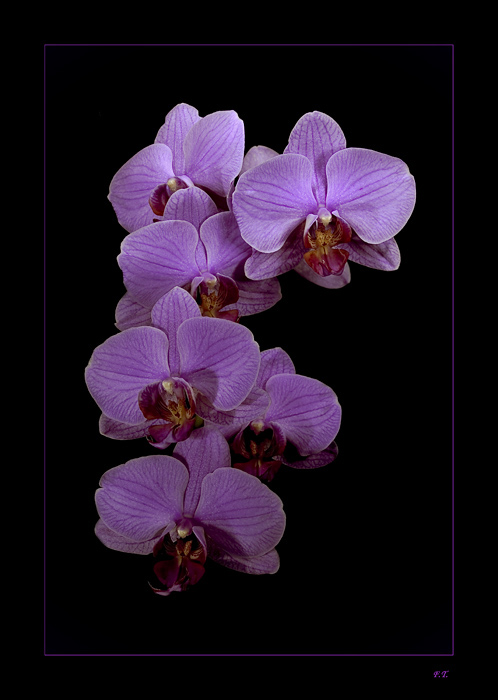 ...Orchidej...