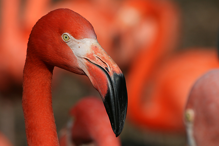 pipip ... jsem dlouhonohe a velkozobakove pipatko
