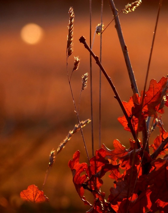 Podvečerní hladění