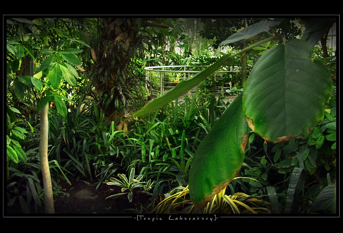 -[ TROPIC LABORATORY ]-