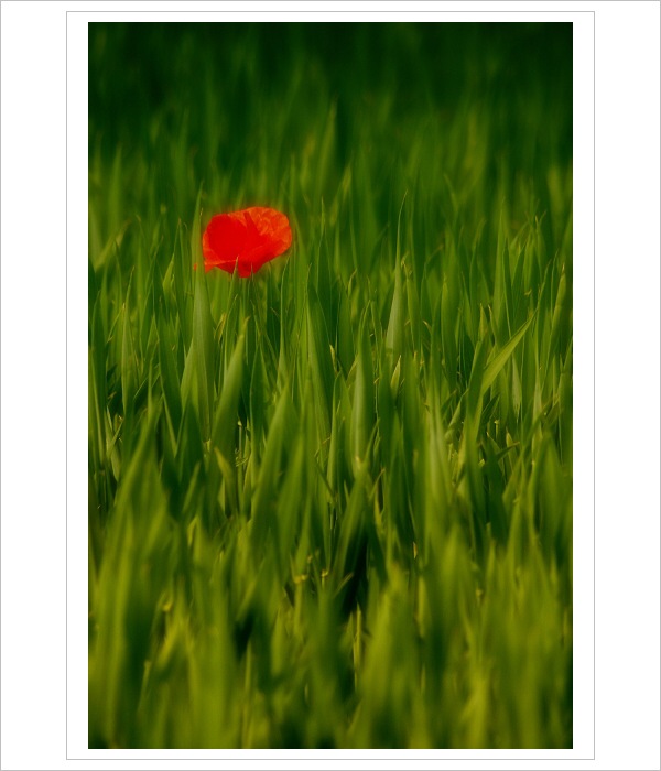 *** Taková maková ***