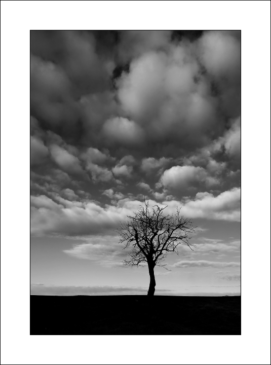 Návraty ke stromům - stará hruška