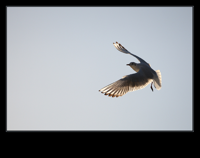 ... Oda pro kridla ...