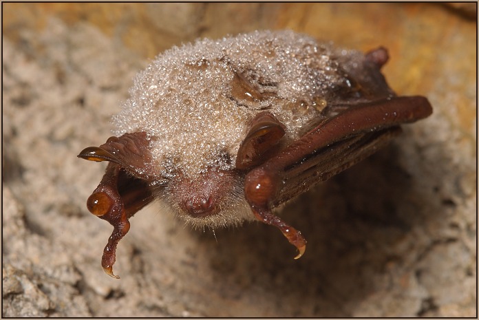 Netopýr velký (Myotis myotis)