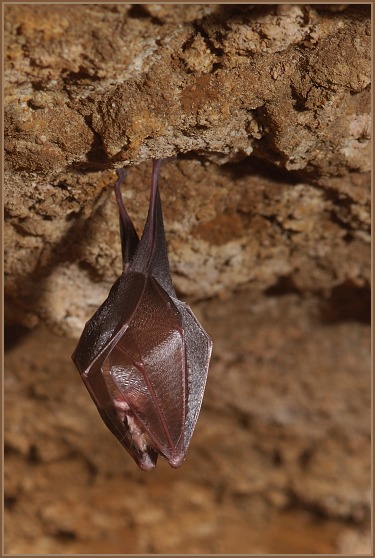 Zimující vrápenec malý (Rhinolophus hipposideros)