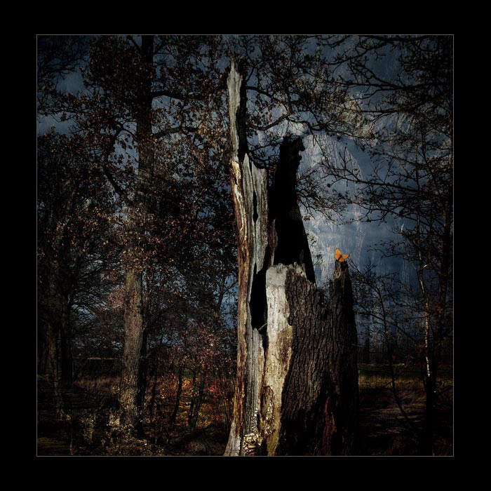 Vzpomínky starého kmene.