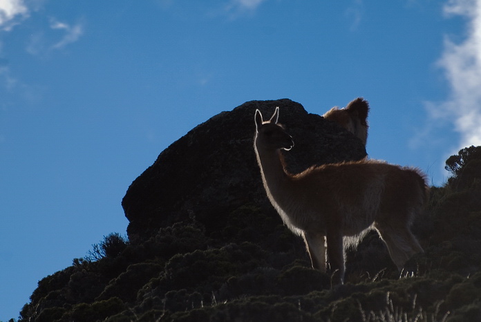 Lama huanaco