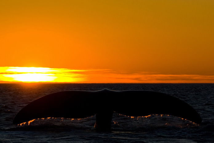 Sunset tail