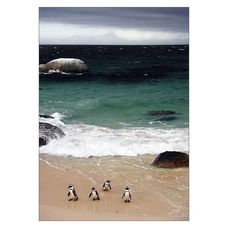 Penguin