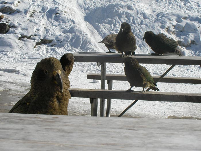 U nas vrana, na NZ papousek..