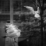 .: JUST LIKE A BIRD :.