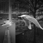 .: JUST LIKE A BIRD II :.