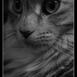 Do blba koukající kočka