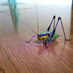 Prostě hmyz - aby to neuráželo