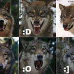 Vlčí smajlíci