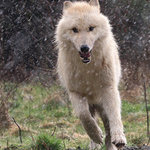 Prudký liják a vítr ...