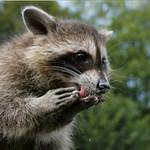 "Příště už si asi fakt vezmu lžičku..!"