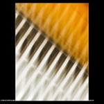 v tónech žlutého klavíru