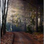cesta lesem pod světlem